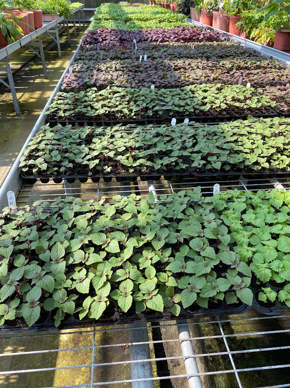 抗疫明星紫蘇熱銷 花改場研發有機及採種技術 藥食兩用大有可為 上下游news Market 抗疫明星紫蘇熱銷 花改場研發有機及採種技術 藥食兩用大有可為 上下游news Market