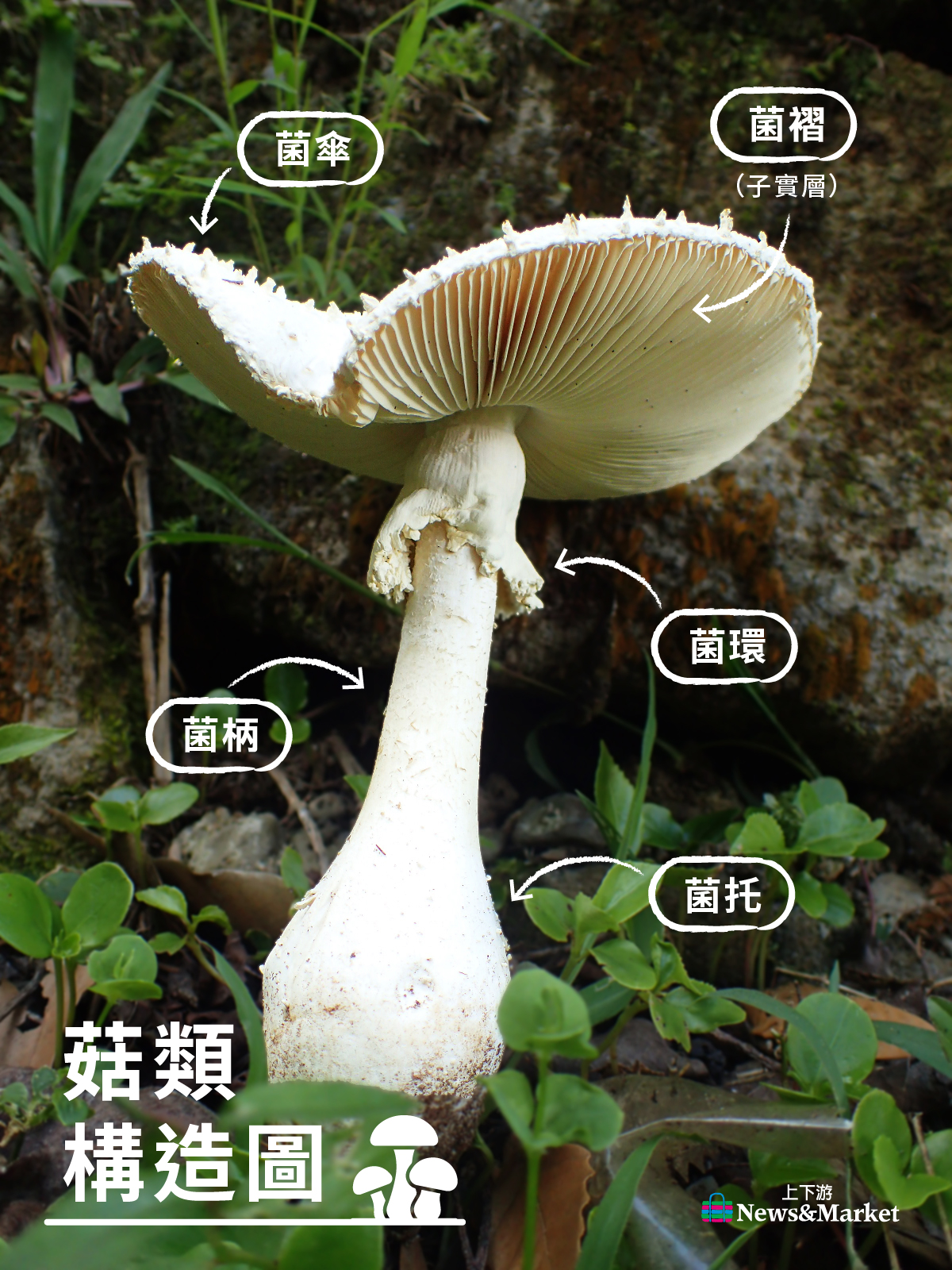 野菇秘境 小白傘兵好可愛 金黃喇叭菌亮眼 哪些能吃哪些有毒 蓮華池一窺真菌奇妙世界 上下游news Market