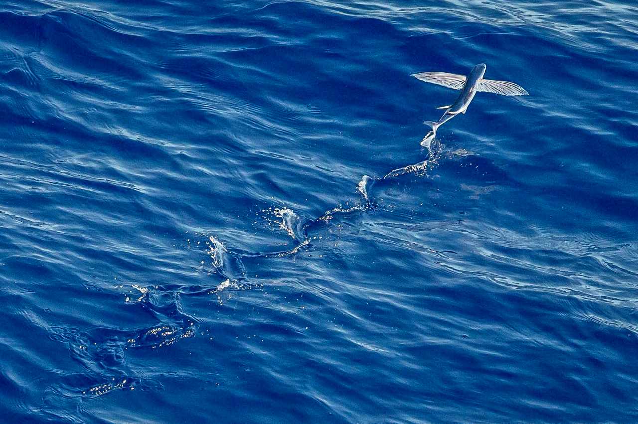 秘密 食譜 飛魚隨黑潮巡游台灣 一躍滑翔四百公尺 肉質鮮甜 一夜干香 飛魚卵口感爆炸卡滋 上下游news Market