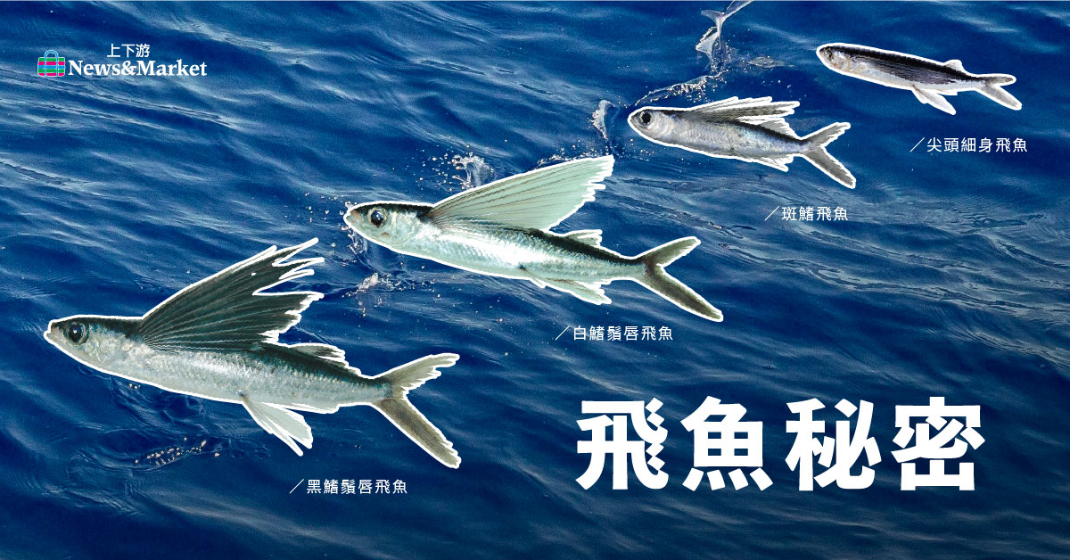 秘密 食譜 飛魚隨黑潮巡游台灣 一躍滑翔四百公尺 肉質鮮甜 一夜干香 飛魚卵口感爆炸卡滋 上下游news Market