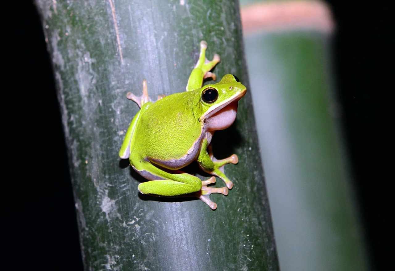 他的竹林是 雨怪照顧所 林勝瑋為諸羅樹蛙種有機竹筍 改變農法成青蛙快樂天堂 上下游news Market
