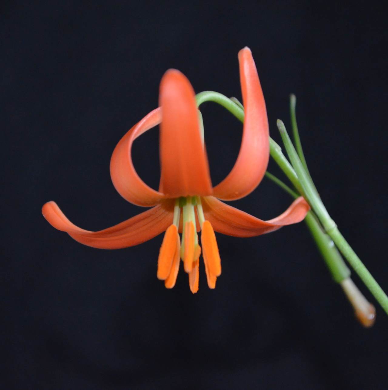 夢幻台灣原生百合 細葉卷丹 重現風華 消失百年後奇蹟現身 復育成功化身陽台盆栽 上下游news Market 夢幻台灣原生百合 細葉卷丹 重現風華 消失百年後奇蹟現身 復育成功化身陽台盆栽 上下游news Market