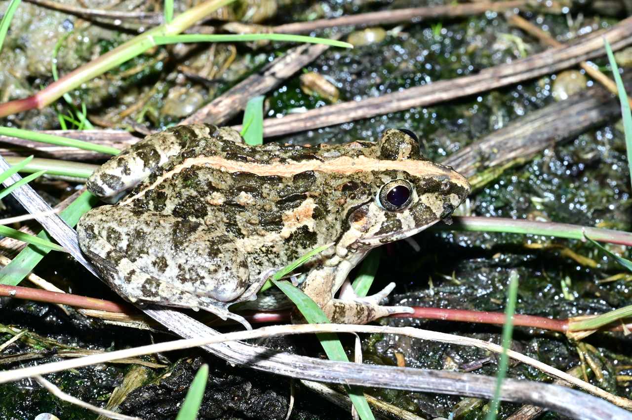 現在是哪隻青蛙在叫 蛙抵家 App幫你聽聲認蛙 青蛙辨識軟體 揪你幫台灣錄蛙聲 上下游news Market