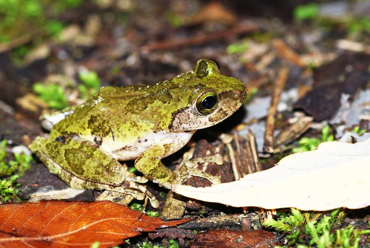 現在是哪隻青蛙在叫 蛙抵家 App幫你聽聲認蛙 青蛙辨識軟體 揪你幫台灣錄蛙聲 上下游news Market