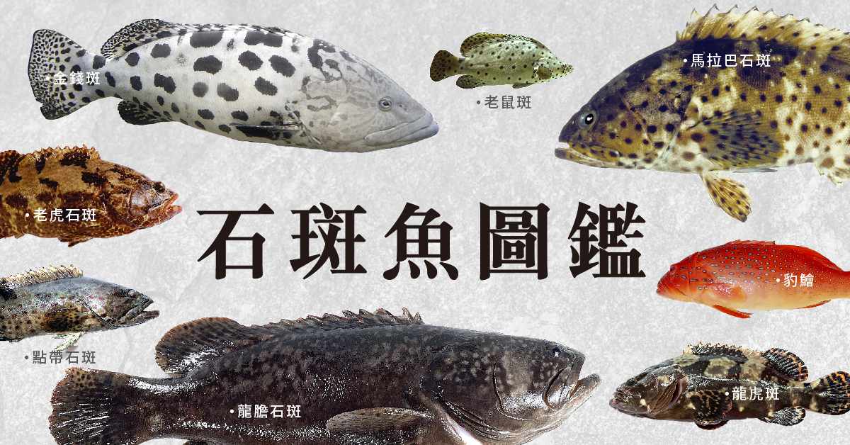 石斑圖鑑 厚唇性感又凶猛 肉食控連鯊魚也吃 價高背後有秘密 珍珠石斑 亂認親 上下游news Market