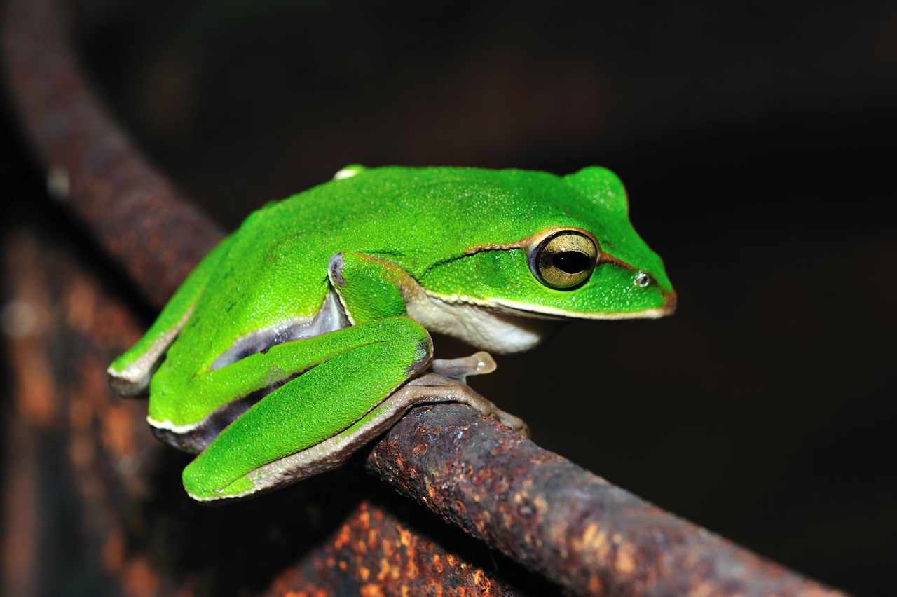 現在是哪隻青蛙在叫 蛙抵家 App幫你聽聲認蛙 青蛙辨識軟體 揪你幫台灣錄蛙聲 上下游news Market