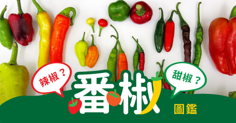 【番椒圖鑑】辣椒是甜椒的祖先？甜椒小時候是青椒？打開番椒家族的繽紛族譜 | 上下游新聞