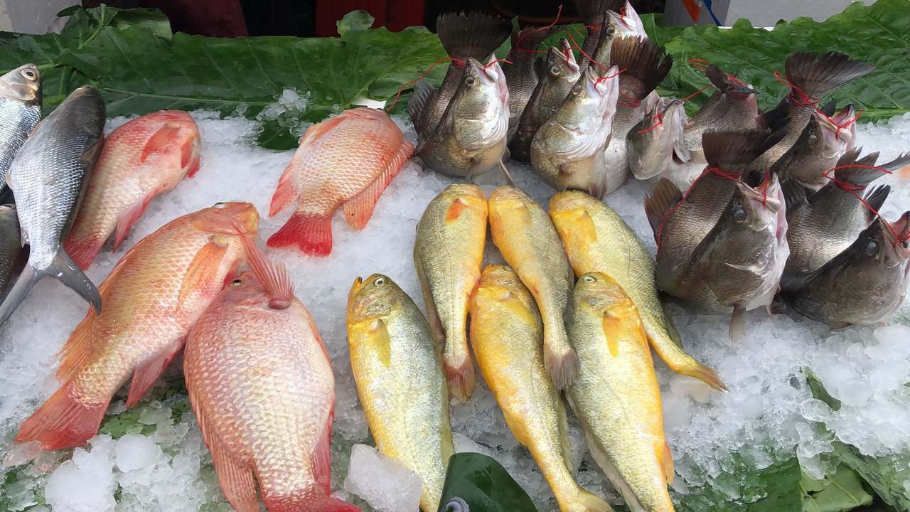 想吃好肉好魚 先讓動物好走 人道屠宰攸關肉質 魚蝦水產也要動物福利 上下游news Market