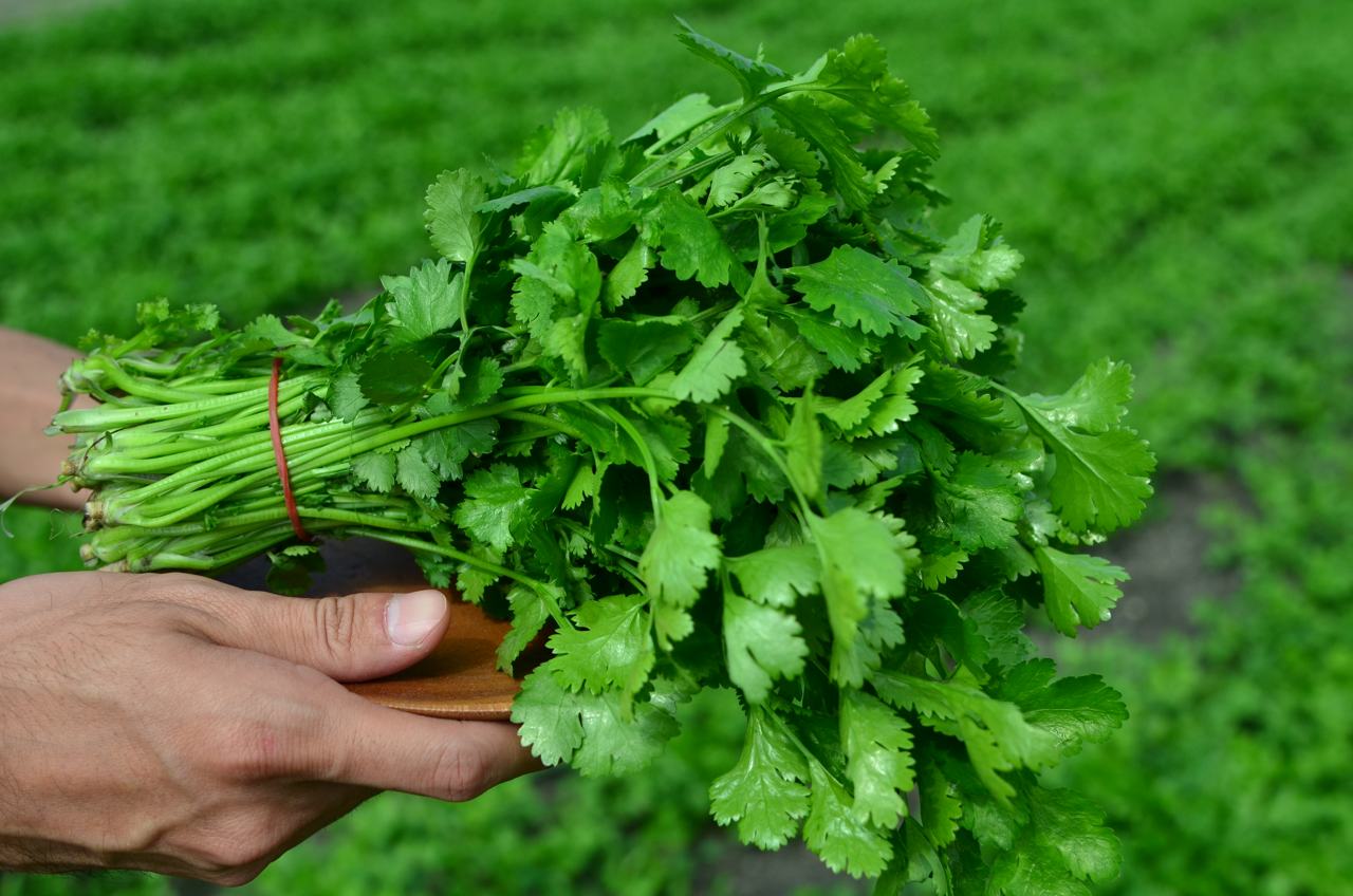 香菜秘密】香菜狂粉黑粉為何勢不兩立？土地種完香菜也排斥？前進香菜王國探究竟| 上下游