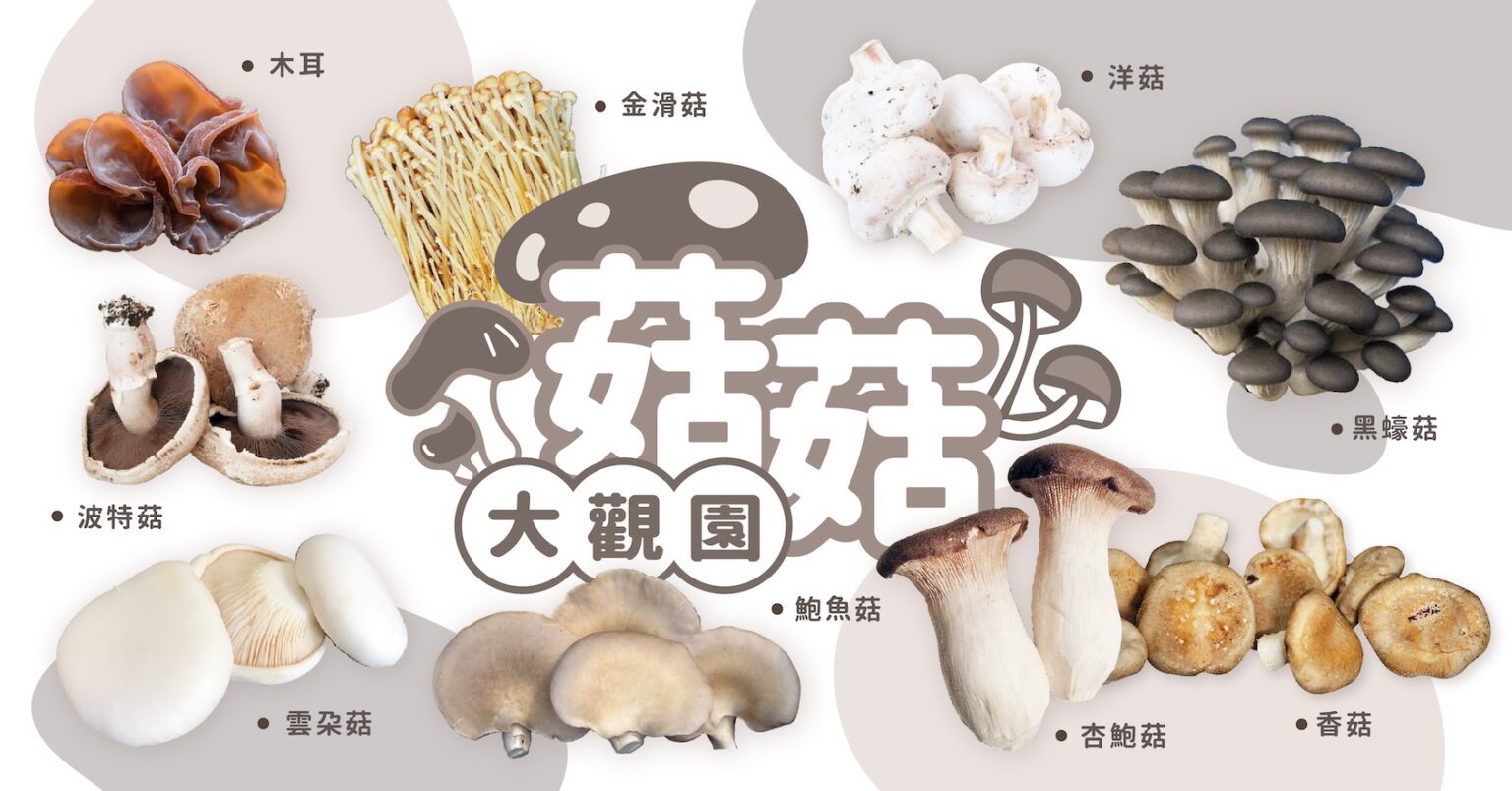 菇菇圖鑑》雲朵菇好古椎,波特菇近似牛排,杏鮑菇本來沒人愛,秀珍菇真的有秀珍 | 上下游新聞