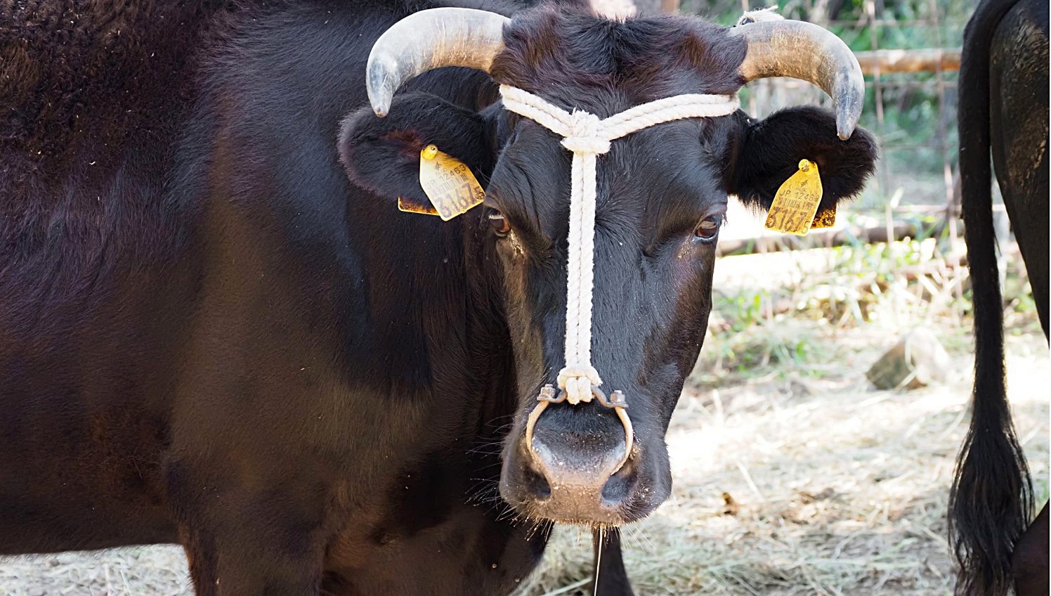 美味珍稀的「千年之牛」─日本見島牛是台灣和牛的起點？一段台日海路的歷史航程| 上下游新聞