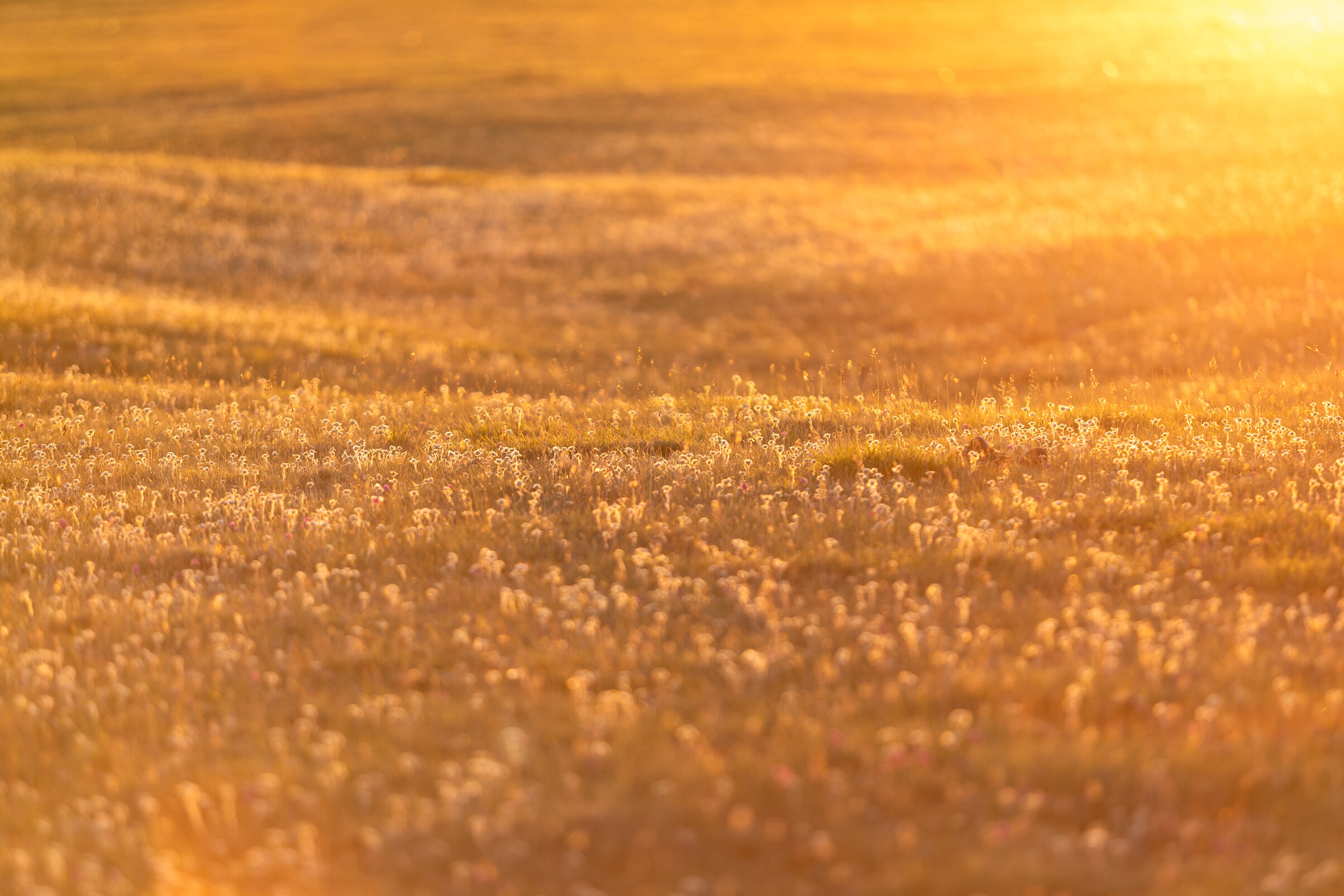 rsz_meadow-golden-sunset-light