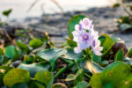 rsz_fully-bloomed-common-water-hyacinth-flower-near-river-sunlight