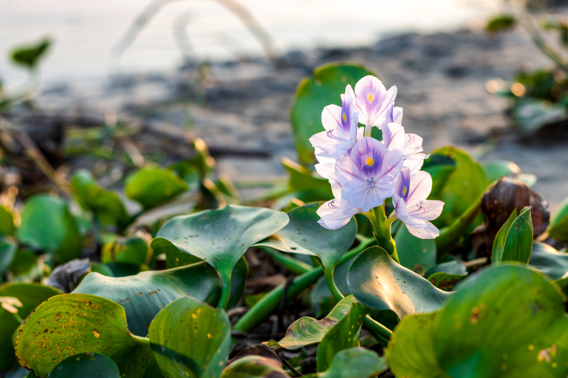 rsz_fully-bloomed-common-water-hyacinth-flower-near-river-sunlight