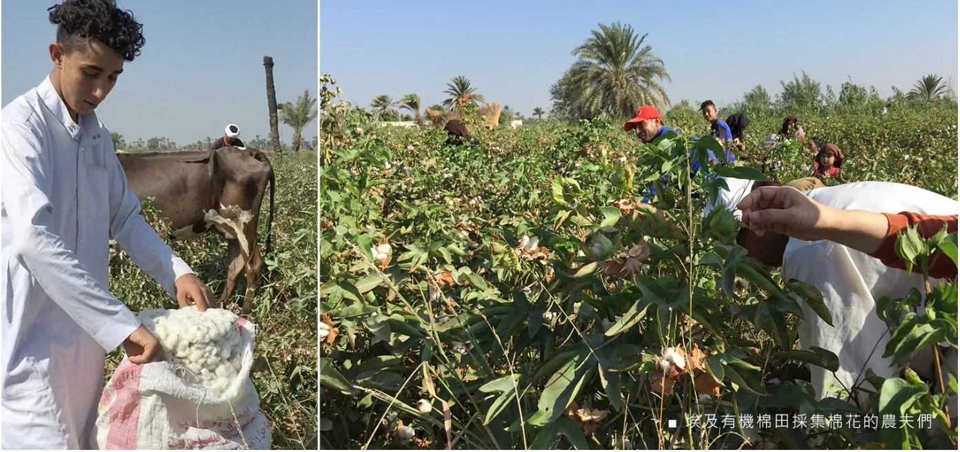 埃及有機棉田採集棉花的農夫