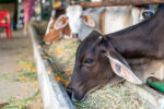 rsz_close-up-cow