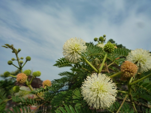 銀合歡Leucaena leucocephala(Lam.)