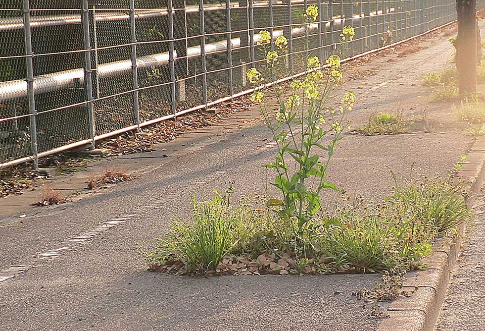 2010年4月30日於岡山県水島港拍攝で採取，檢驗後推測為為隱藏基改油菜（含有抗嘉磷塞基因）。（圖片提供/八田純人）