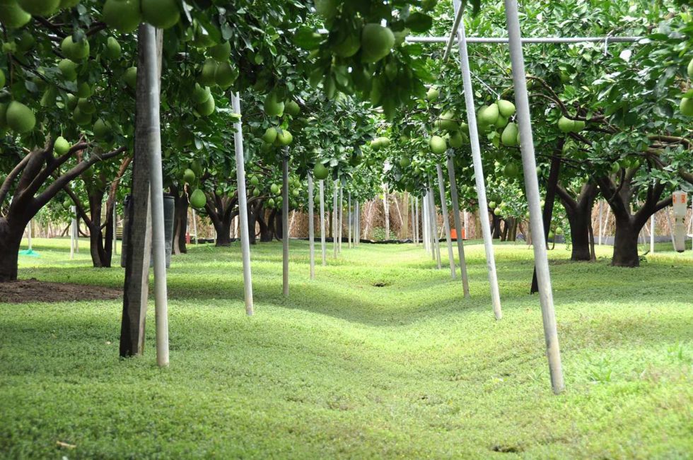 以四瓣馬齒莧進行草生栽培的麻豆紅柚果園（圖片提供/ 台南農改良場副研究員張汶肇）