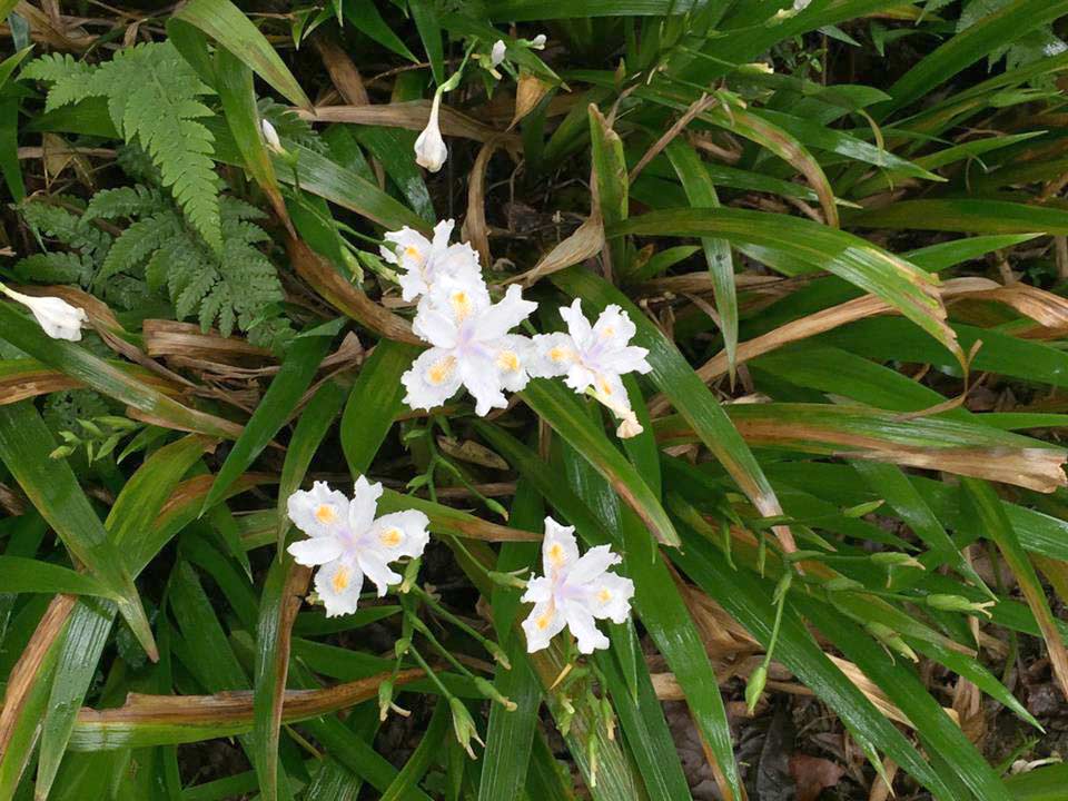 白色鳶尾花。攝影/古碧玲