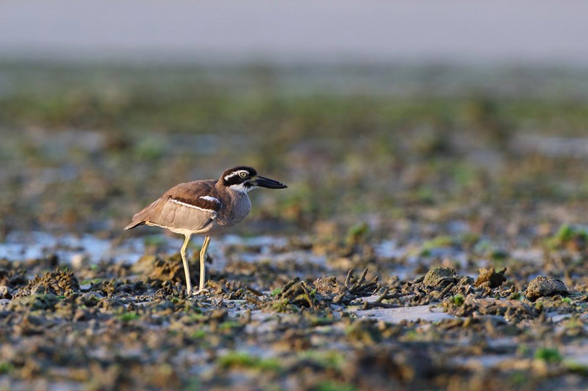 大石鴴(Esacus magnirostris),攝影/徐振輔。