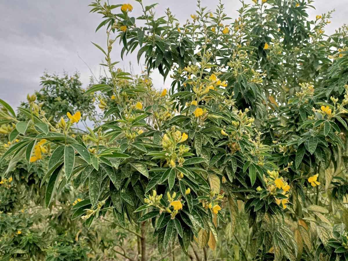 卑南族有個傳說:樹豆乾掉的聲音「沙拉沙拉」的,然後人就會跟著聲音走,走一走就迷路了回不來...,攝影/楊依璇。
