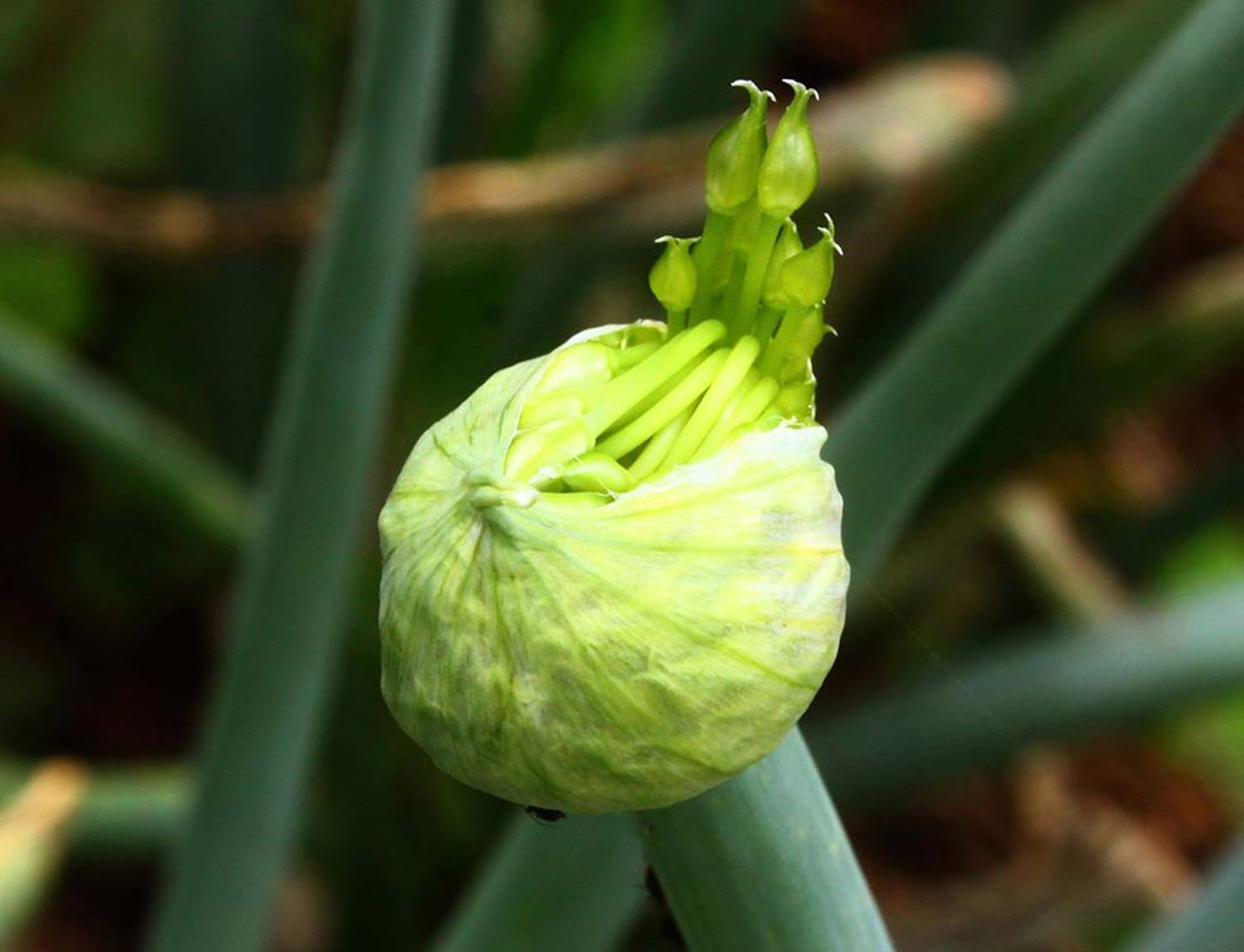 副刊第一O五期 | 種菜務農，是一種癮頭