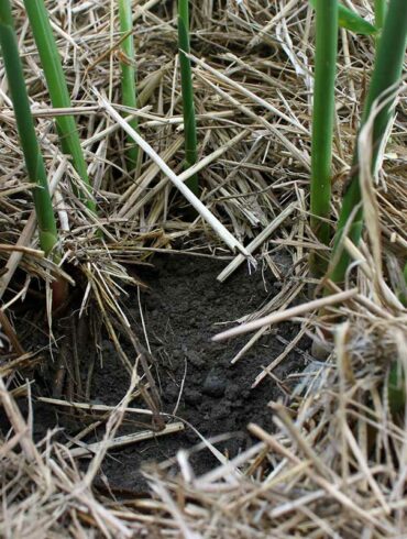 稻草可保持菜畦的濕潤與豐富生態 (攝影/李盈瑩 )