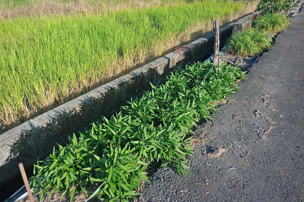 老農珍視每一寸土地，會利用正路與溝渠間的狹長畸零地來種菜 (攝影/李盈瑩)