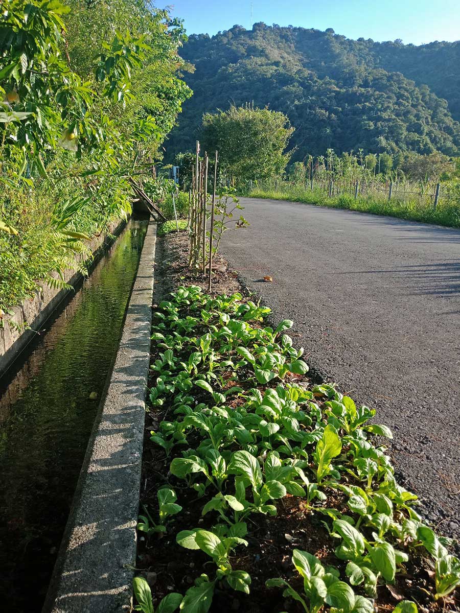 老農珍視每一寸土地，會利用正路與溝渠間的狹長畸零地來種菜 (攝影/李盈瑩)