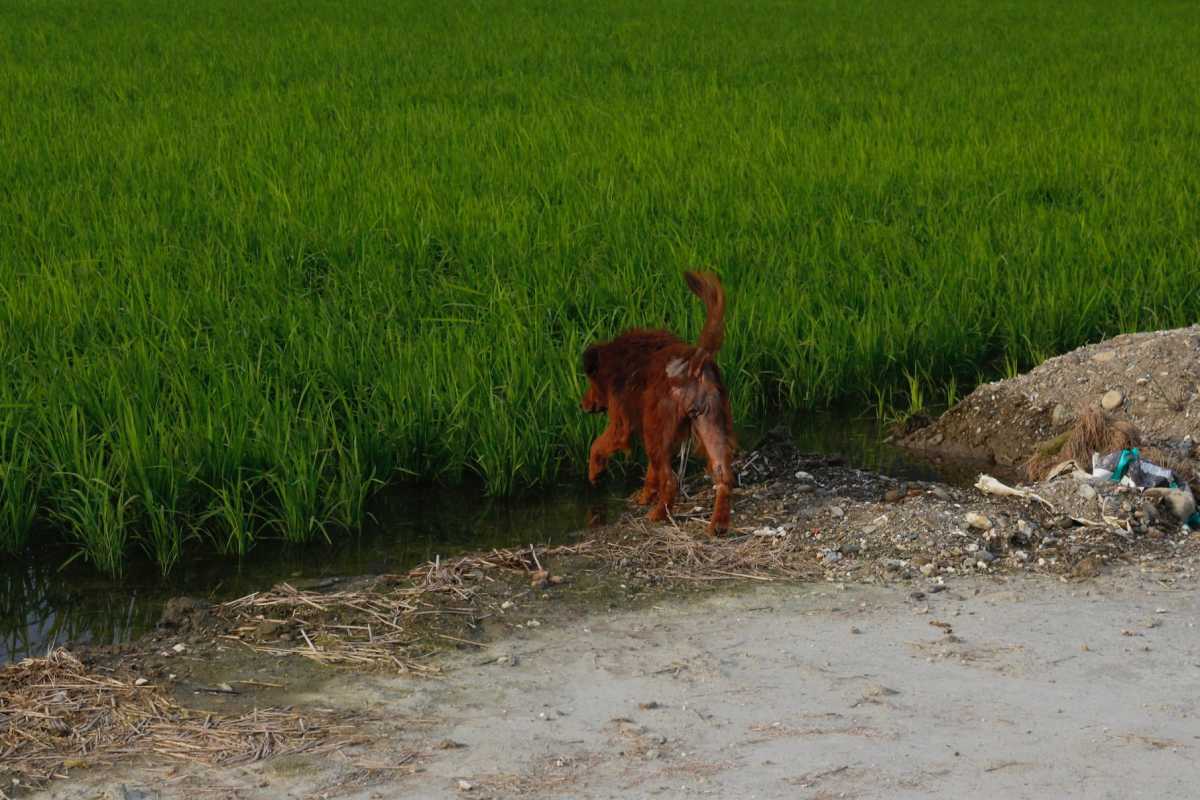 長大後見過東部的水田，才明白爸爸的為稻田找水，是件辛苦的事情。 （攝影／許育銀）