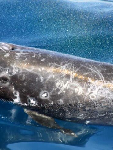 瑞氏（花紋）海豚（Risso’s dolphin, Grampus griseus）（攝影／金磊）