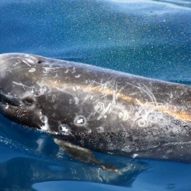瑞氏（花紋）海豚（Risso’s dolphin, Grampus griseus）（攝影／金磊）