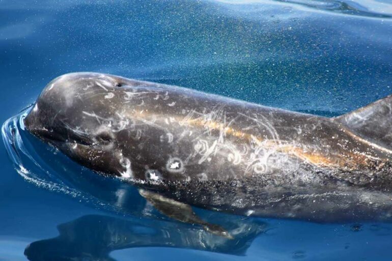 瑞氏（花紋）海豚（Risso’s dolphin, Grampus griseus）（攝影／金磊）