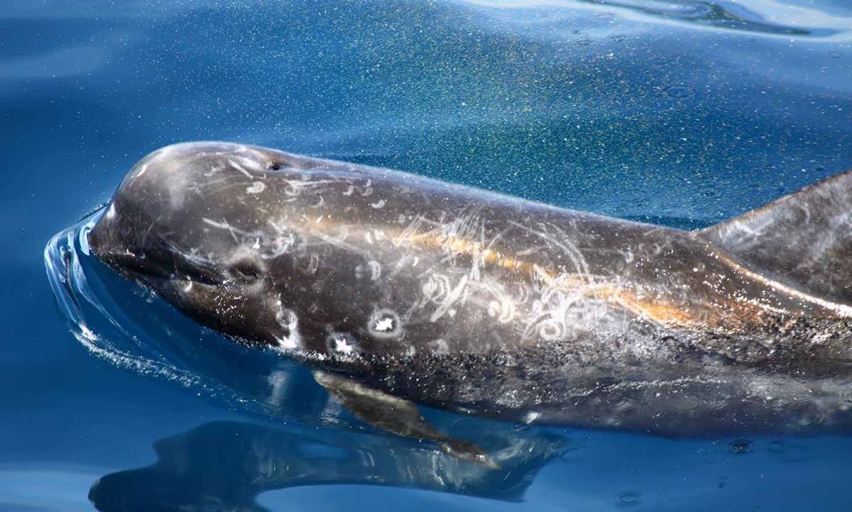 瑞氏（花紋）海豚（Risso’s dolphin, Grampus griseus）（攝影／金磊）