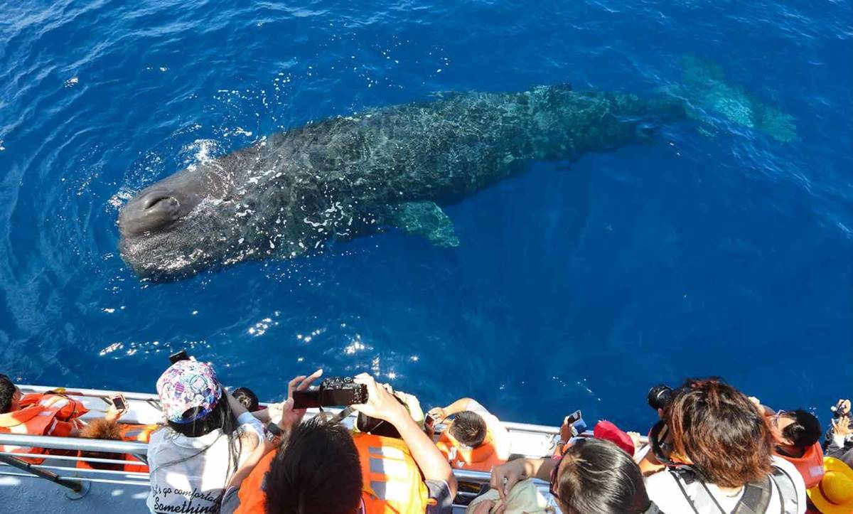 抹香鯨（Sperm whale, Physeter macrocephalus）（攝影／金磊）