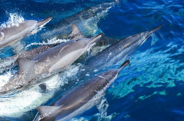 為了競爭交配優勢，擠成一團的長吻飛旋海豚（Spinner dolphin, Stenella longirostris）（攝影／金磊）