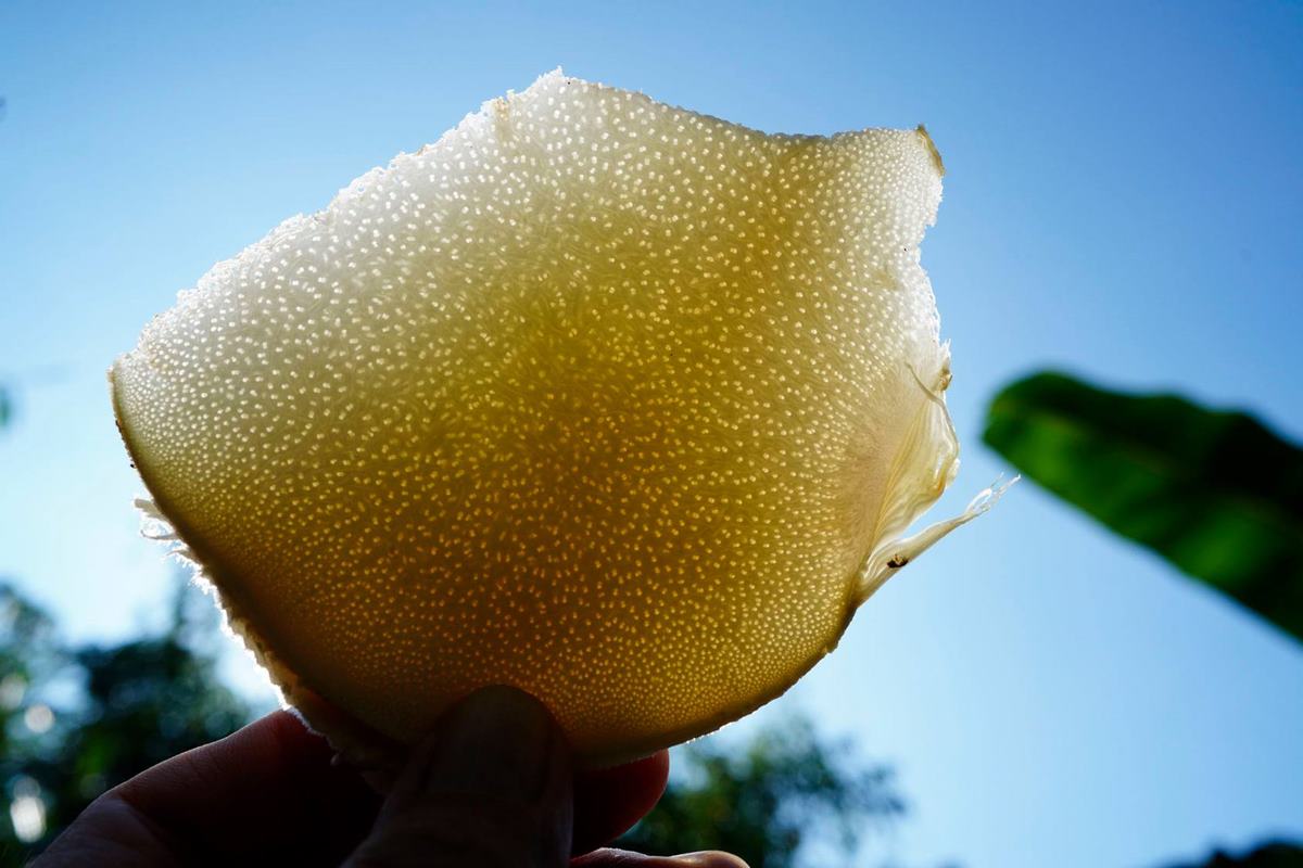 副刊第一七一期 | 食材特種部隊