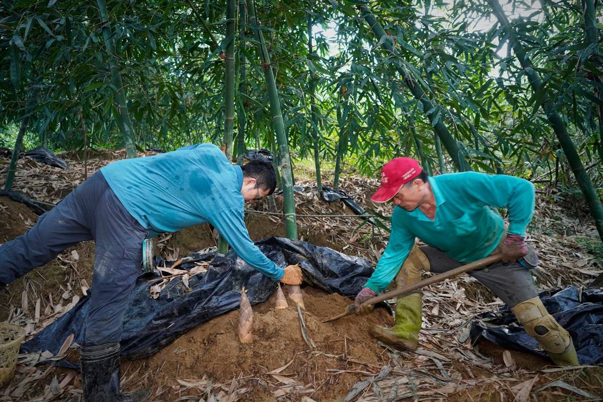 分辨、汰除和採切是門費時耗工的事（攝影／邱勤庭）