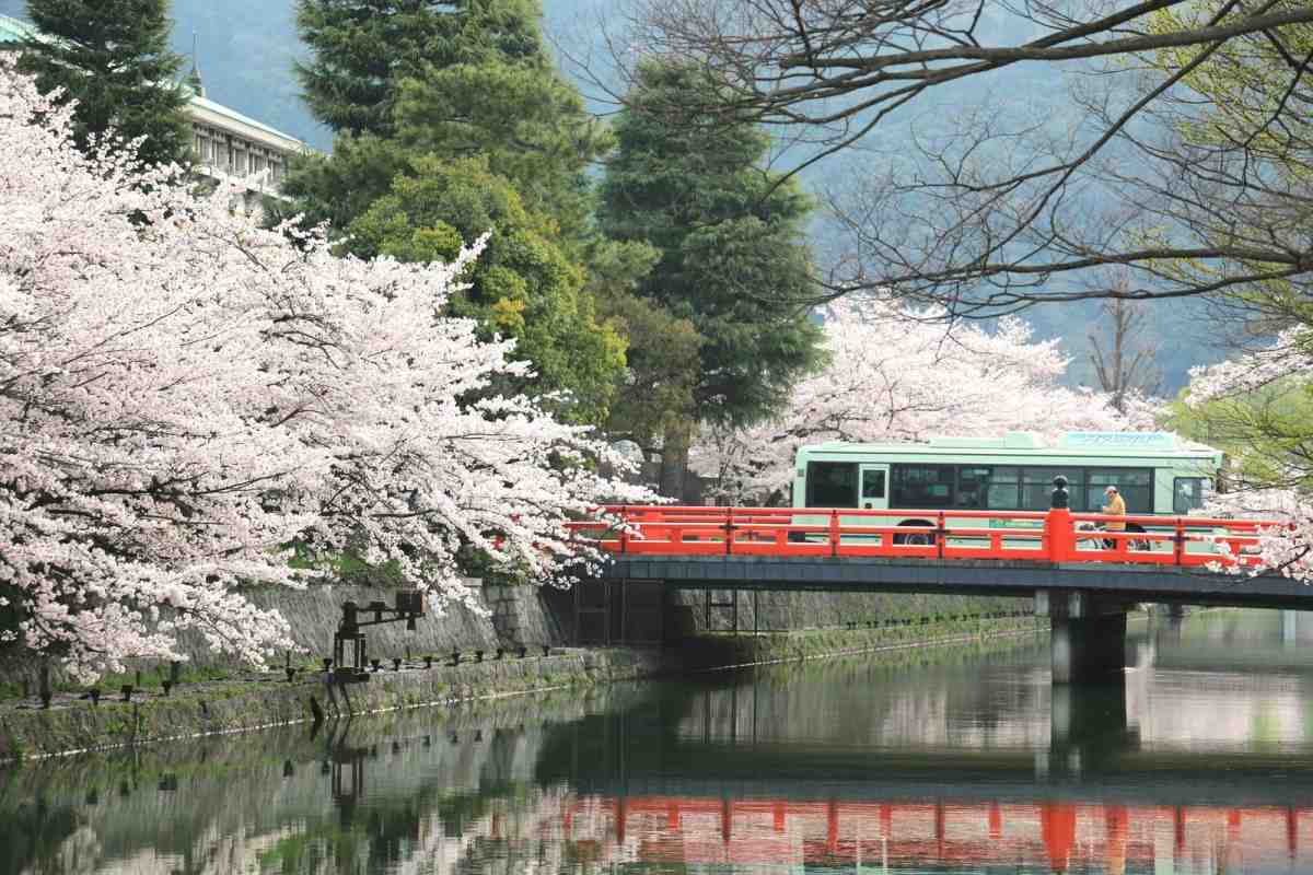 岡崎附近的琵琶湖疏水，是賞櫻勝處。(攝影/徐銘志)