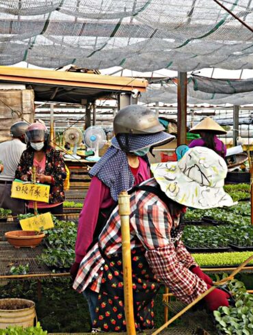 每逢栽種季節，苗鋪宛如慶典般聚集人潮。(攝影／李盈瑩)