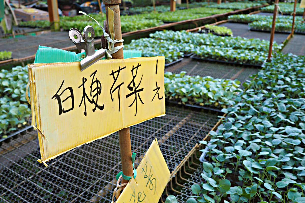 萵苣、包心菜、蔥與芹菜，皆為秋作栽培項目。(攝影／李盈瑩)