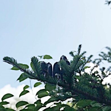 (攝影/古碧玲)