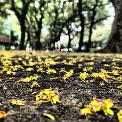 欒樹金黃鑲紅邊的花落一地(攝影/劉振祥)