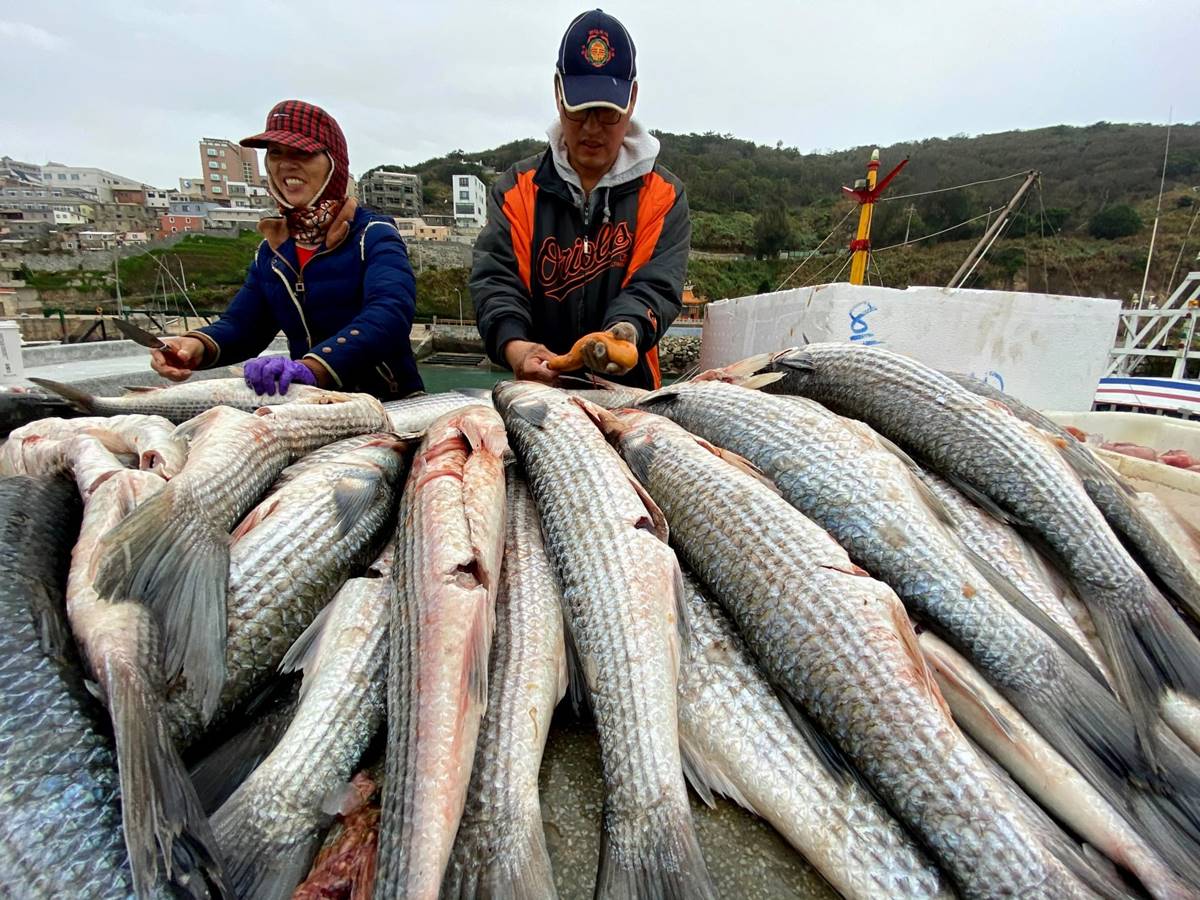 已取出卵囊的烏魚殼 (攝影/陳其敏)