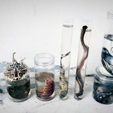 左起：鯊魚卵、棘茄魚、廣東老闆鯆、道氏深水蝨、絨毛鯊、盲鰻、黑線銀鮫、箕作氏兔銀鮫。（攝影／林敬峰）