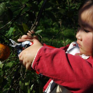 光妞幫忙剪橘子，非常認真。（攝影/徐彩雲）