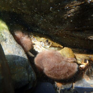 毛蟹(攝影/胡冠中)