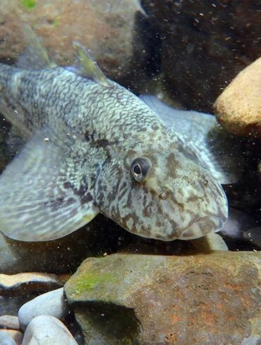 溪鱧(攝影/胡冠中)