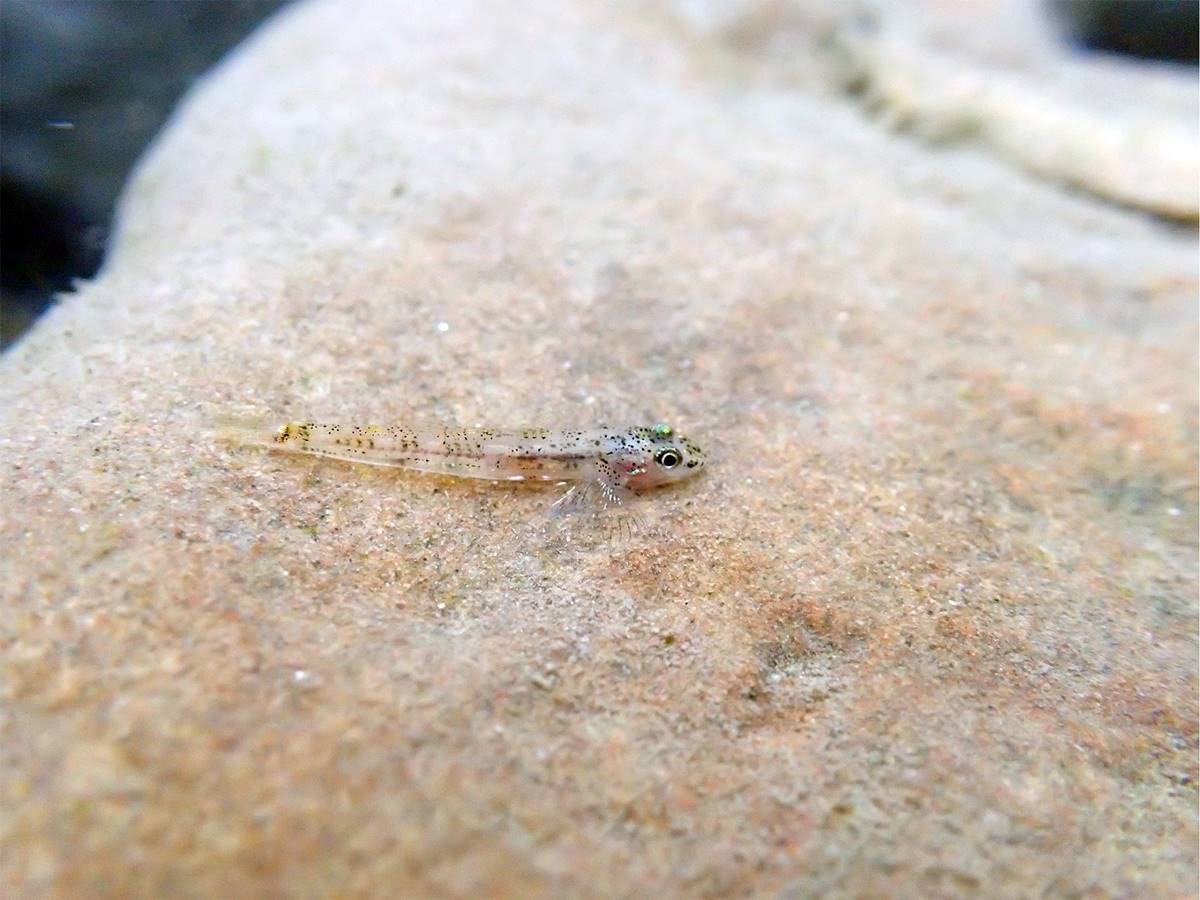 颱風過後隨大水上溯的溪鱧幼魚(攝影/胡冠中)